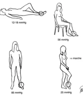 Figure 7 : Différents points de pression veineuse en position debout 