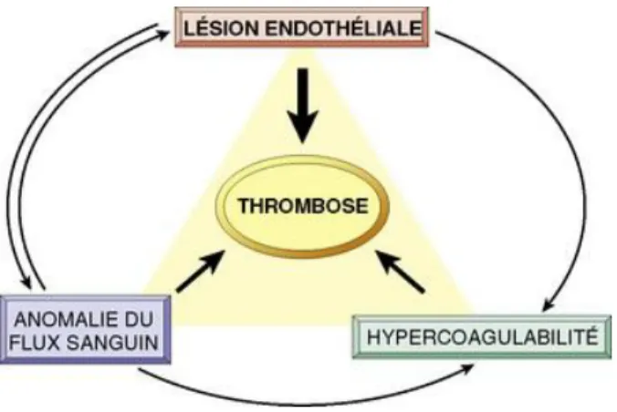 Figure 15 : Etapes de la formation du thrombus 