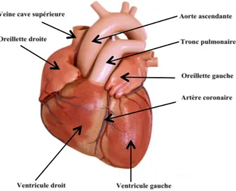 Figure 1 : Schéma simplifié de la structure du cœur : anatomie de surface 