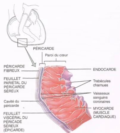 Figure 2 : Schéma du péricarde et des tuniques du coeur. (Tiré de [6]) 