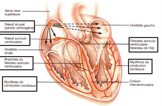 Figure 3 : Représentation schématique du système de conduction du cœur. (Tiré de [7]) 