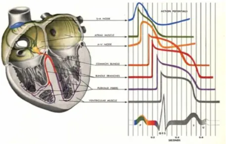 Figure 5 : Schéma simplifié des potentiels d'action des différentes structures cardiaques : le tissu  électrogénique et les cellules musculaires auriculaires et ventriculaires