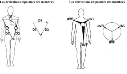 Figure 6 : Les dérivations frontales et unipolaires des membres. (Tiré de [10]) 