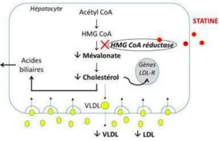 Figure 13- Mécanismes d'action des statines (82)