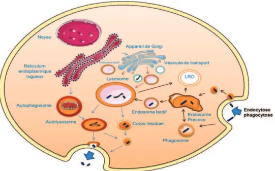 Figure 1 : Les différents composants du système endosome/lysosome  