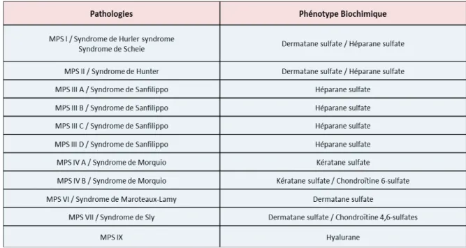 Tableau 1 : Métabolites accumulés dans les MPS. Tableau adapté daprès Bekri  1
