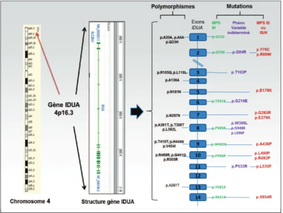Figure 7 : Localisation, structure, certaines mutations et polymorphismes du gène IDUA