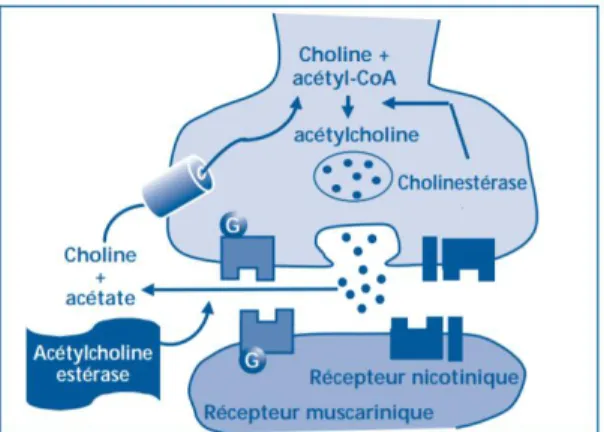 Figure 7 : Principal moyen de transmission cholinergique au travers d’une synapse cholinergique (67)