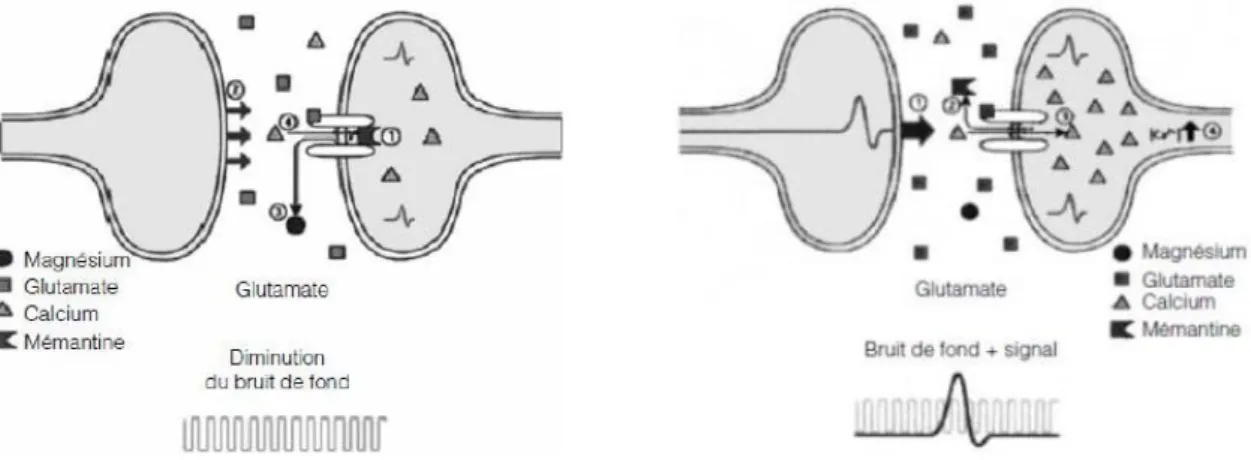 Figure 13: Mécanisme d'action de la Mémantine (81). 