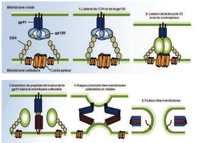 Figure 4 : Les différentes étapes de l'entrée du VIH dans la cellule   (d'après Permanyer, Trends Microbiol, 2010 [4]) 