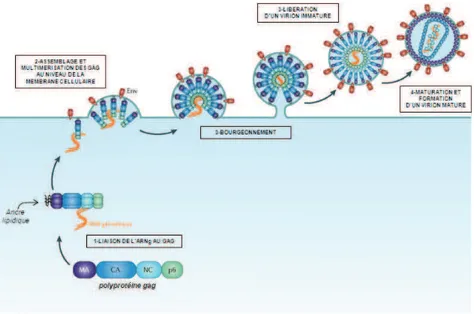 Figure 6 : Schéma représentant les étapes d'assemblage, de bourgeonnement et de maturation du VIH  (d'après Serrano &amp; Neil, Nat Rev Microbiol, 2011 [9]) 