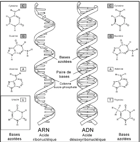 Figure I-2 - Structure de l'ADN, de l'ARN, et de leurs quatre bases azotés respectives, d'après  Sciences  Claires - ADN [109]