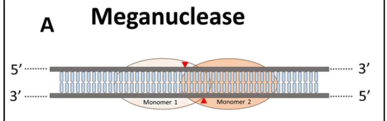 Figure I-7 - Représentation de deux nucléases à doigt de zinc liés à l’ADN, d'après Romany G et Bragard  C [111] 