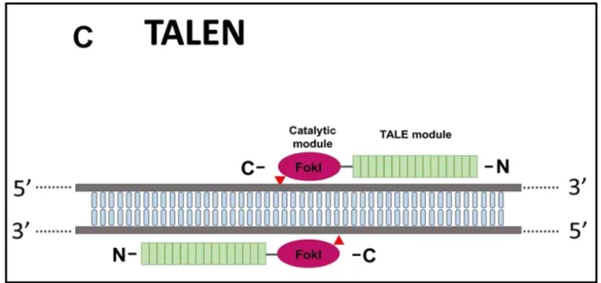 Figure  I-8  -  Représentation  de  deux  nucléases  effectrices  de  type  activateur  de  transcription  (TALEN),  d'après  Romany  G  et  Bragard  C [111] 