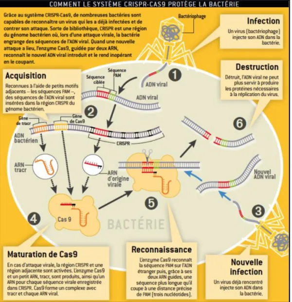 Figure  I-10  -  Les  six  étapes  clés  du  fonctionnement  du  système  CRISPR/Cas9,  d’après  Pour  la  Science  N°456