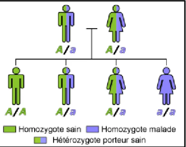 Figure  II-2  -  Cas  général  d'une  maladie  transmise  selon  le  mode  autosomique  récessif,  d'après  le  site  www.orpha.net [120] 