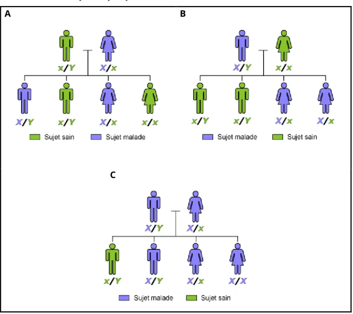 Figure  II-3  -  Cas  généraux  d'une  maladie  transmise  selon  le  mode  dominant  lié  à  l’X,  d'après  le  site  www.orpha.net [120] 