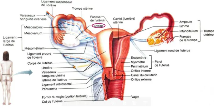 Figure 2 - Localisation d'un ovaire (3) 