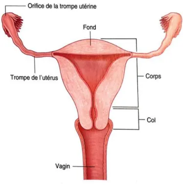 Figure 4 - Schéma de l’utérus (2) 