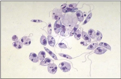 Figure 3 : Promastigotes de Leishmania sp. en culture 