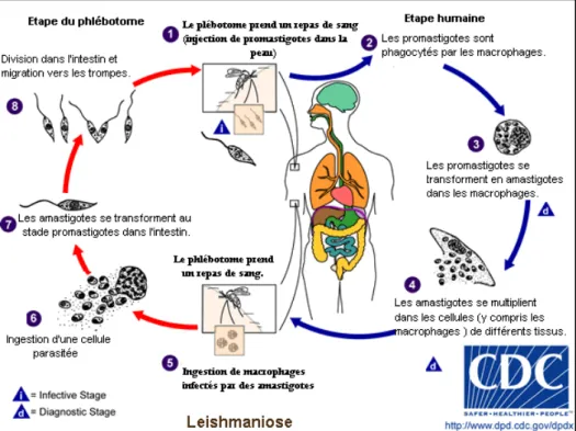 Figure 4 : Cycle de vie du parasite Leishmania infantum 