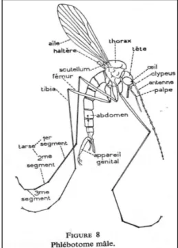 Figure 6 : Morphologie d’un phlébotome mâle 