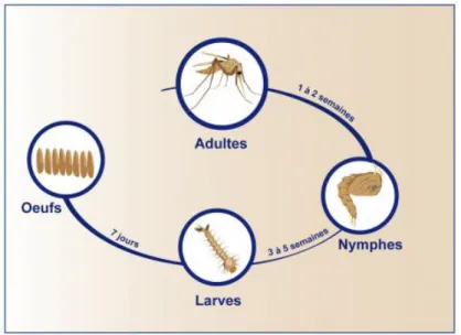 Figure 7 : Cycle de développement des phlébotomes. 