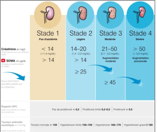 Figure 17 : Classification IRIS de la maladie rénale chronique chez le chien  