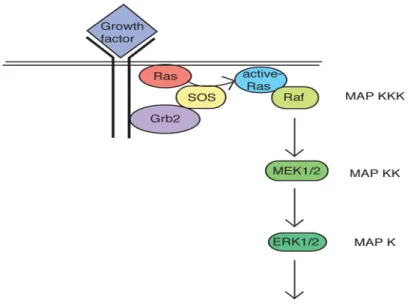 Figure 10 : Résumé de la voie de signalisation MAPK [94]