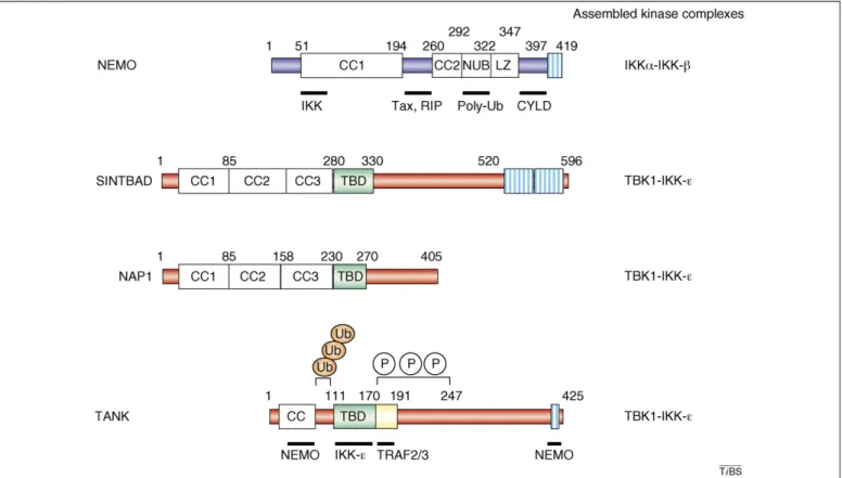 Figure 4. Structural similarities between the IKK and IKK-related scaffold proteins. The murine NEMO, SINTBAD, NAP1 and the human TANK proteins are schematically represented