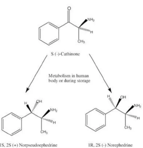 Figure 6 : Métabolisme de la cathinone dans le corps humain (52) 