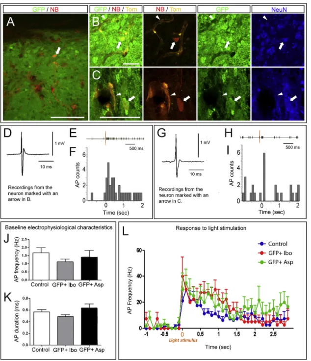 Figure 7. Electrophysiological Properties of Grafted Neurons after Visual Cortex Lesioning