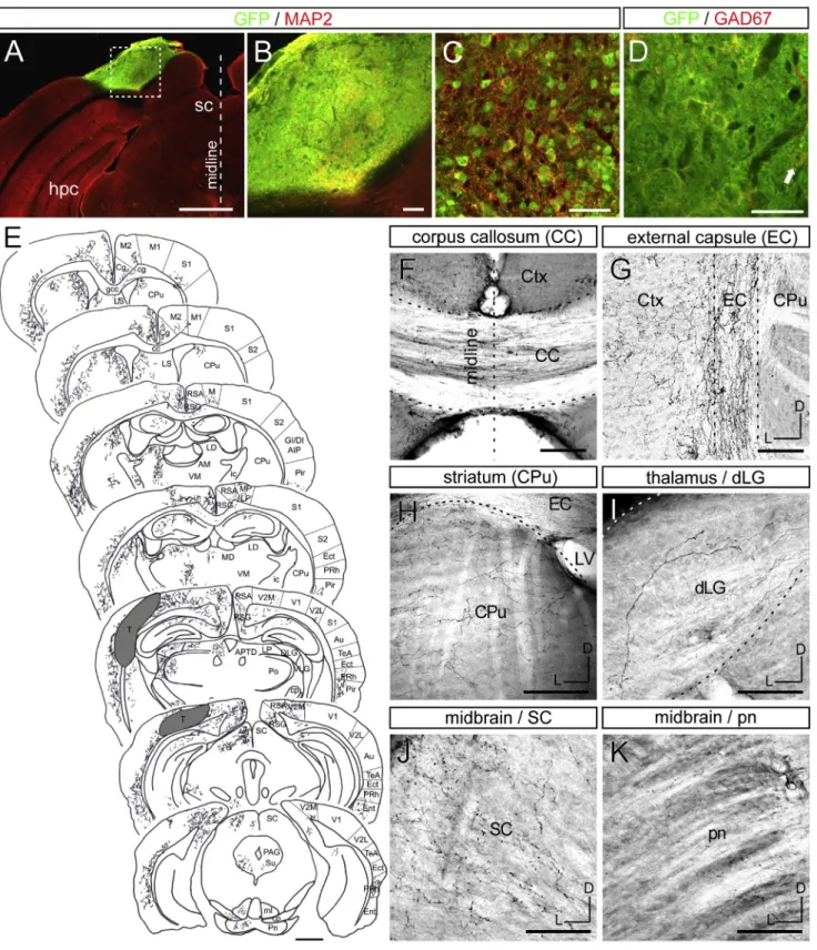 Figure 1. ESC-Derived Cortical Neurons Send Widespread, but Specific, Projections following Grafting in the Lesioned Visual Cortex (A–C) Illustrative case of a graft in the ibotenic-acid-lesioned visual cortex displaying GFP (green) and MAP2 (red) immunore