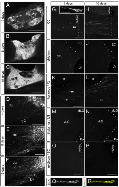 Figure 2. Projections from ESC-Derived Cortical Neurons Develop Progressively over Time following Grafting in the Lesioned Visual Cortex