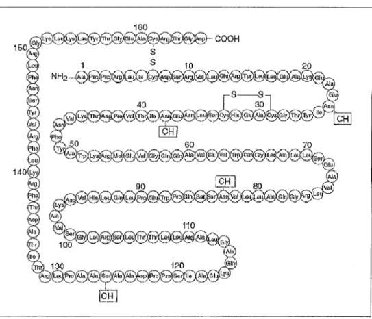 Figure de 1 : Structure primaire de l'érythropoïétine (Lappin, 2003) 