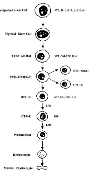 Figure 2 : L'érythropoïèse (Fisher, 2003) 