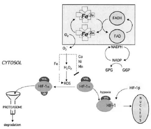 Figure 5 : Mécanisme de réponse  à  l'hypoxie par la cellule (Ebert &amp; Buno, 1999)