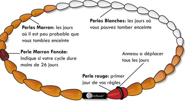 Figure 15 : le Collier du Cycle ®