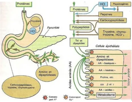 Figure 2 : digestion des protéines et absorption des acides aminés et oligopeptides   (source : cours de Nora Fernandez Castro, IUT Périgueux, Département génie biologique, 