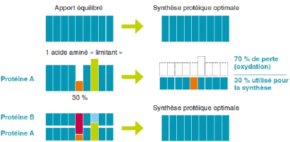 Figure 4 : complémentarité des protéines (Castagna et al. 2015) 