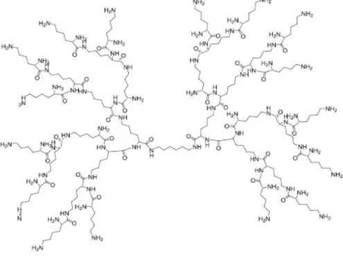 Figure 5 : Dendrimère de poly (L-lysine) (6)