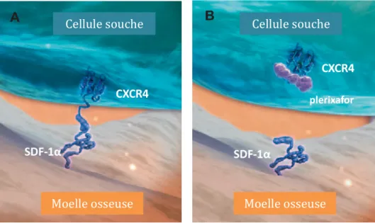 Figure 11 : Mécanisme d’action du plerixafor, MOZOBIL® (103) 