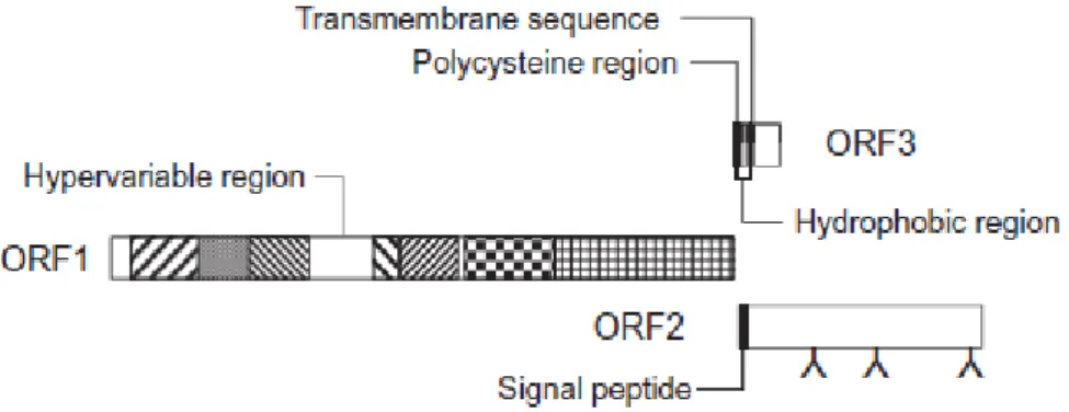 Figure 1 : Représentation schématique de l’organisation génomique du virus de l’hépatite E