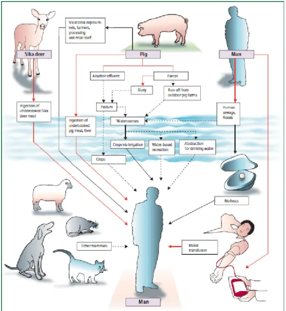 Figure 4 : Voies de contamination par le VHE. 