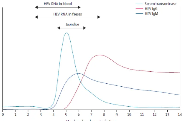 Figure 7 : Représentation schématique de l’évolution des marqueurs biologiques lors d’une infection  virale E