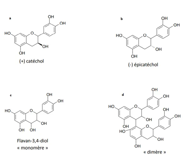 Figure 19 : structure du catéchol (a), de l’épicatéchol (b), d’un monomère de flavan-3,4-diol  (c) et d’un dimère de flavan-3,4-diol (d)  52