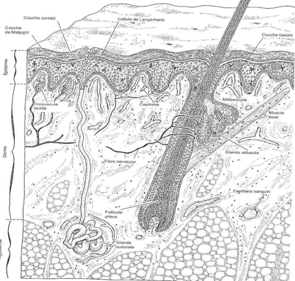 Figure 1 : Structure de la peau. (7) 
