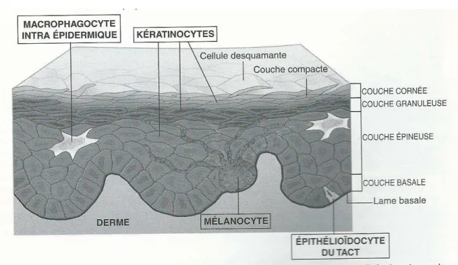 Figure 2 : Les différentes populations cellulaires de l’épiderme (11)