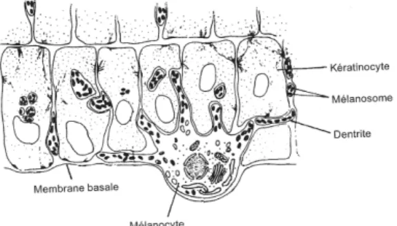 Figure 3: Unité épidermique de mélanisation  (UEM) (7) 