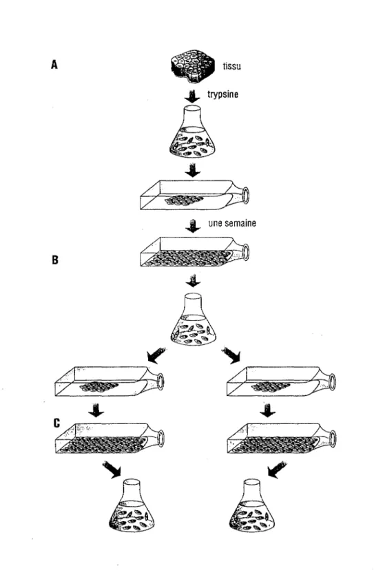 Figure 3  :  L'expérience  de  Hayflick (Ladislas, 1995) 